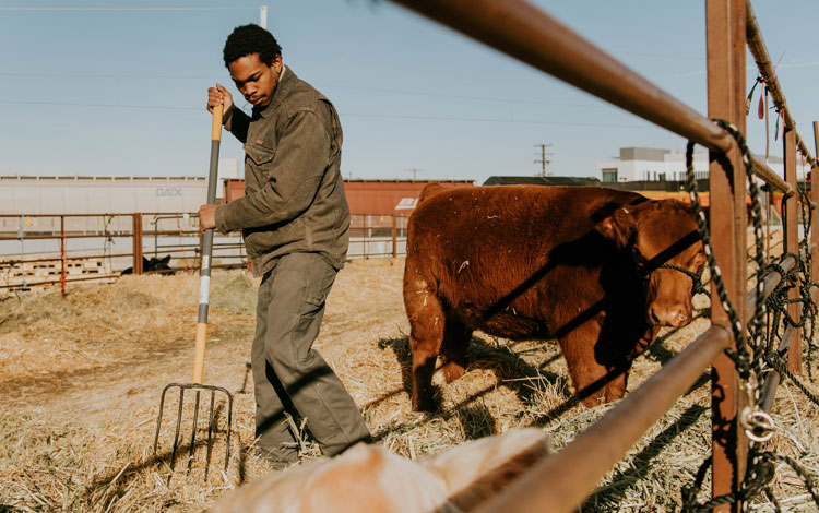Man uses hay pick to clear out cattle bedding wearing coveralls.